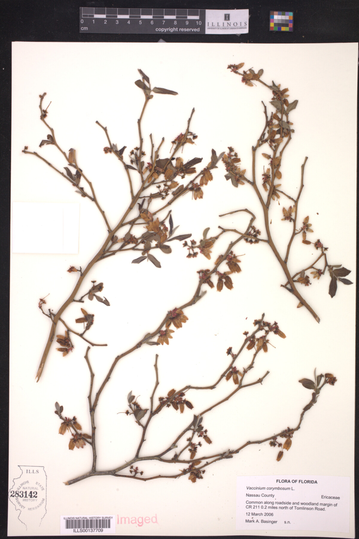 Vaccinium corymbosum image