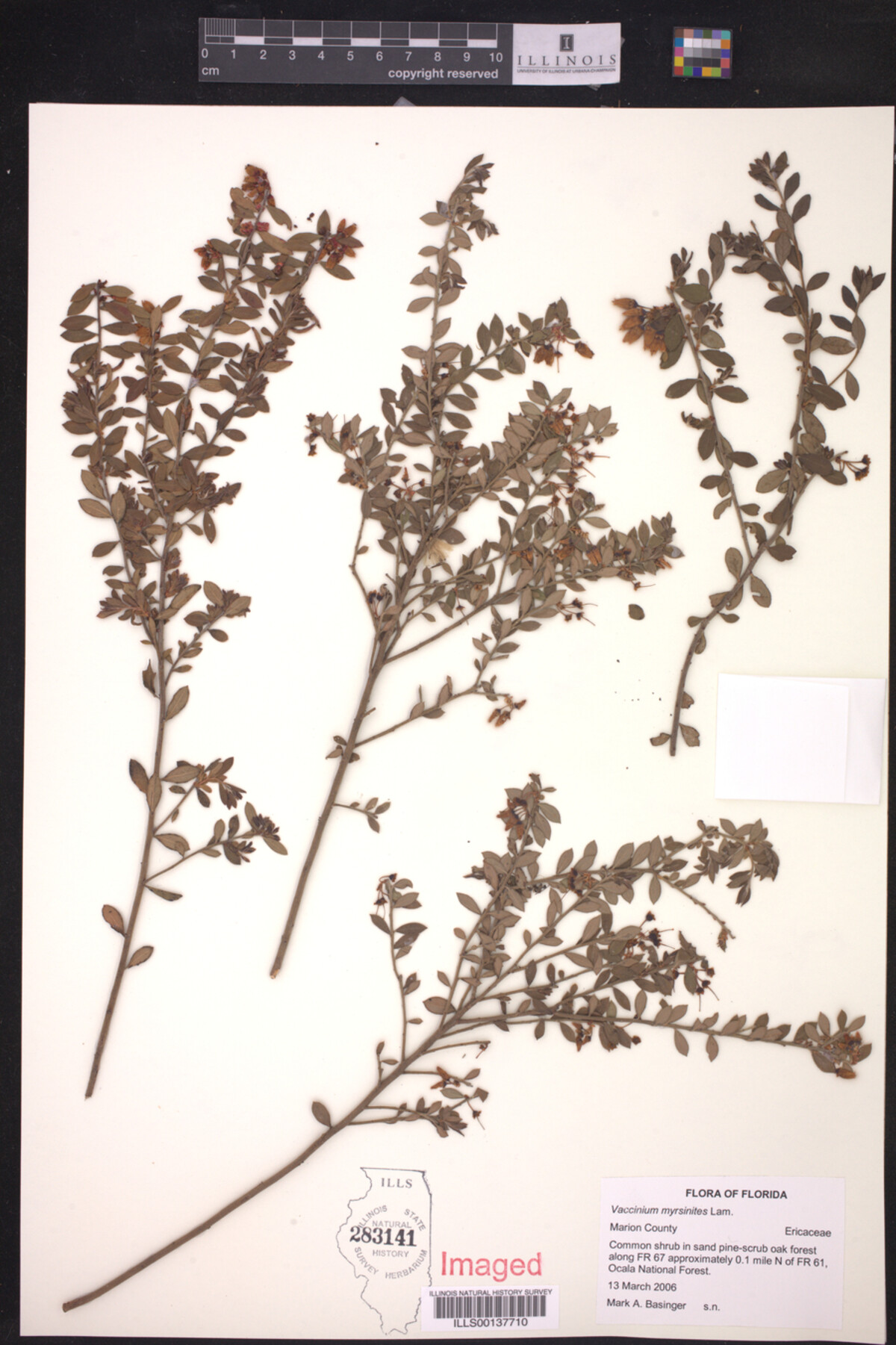 Vaccinium myrsinites image