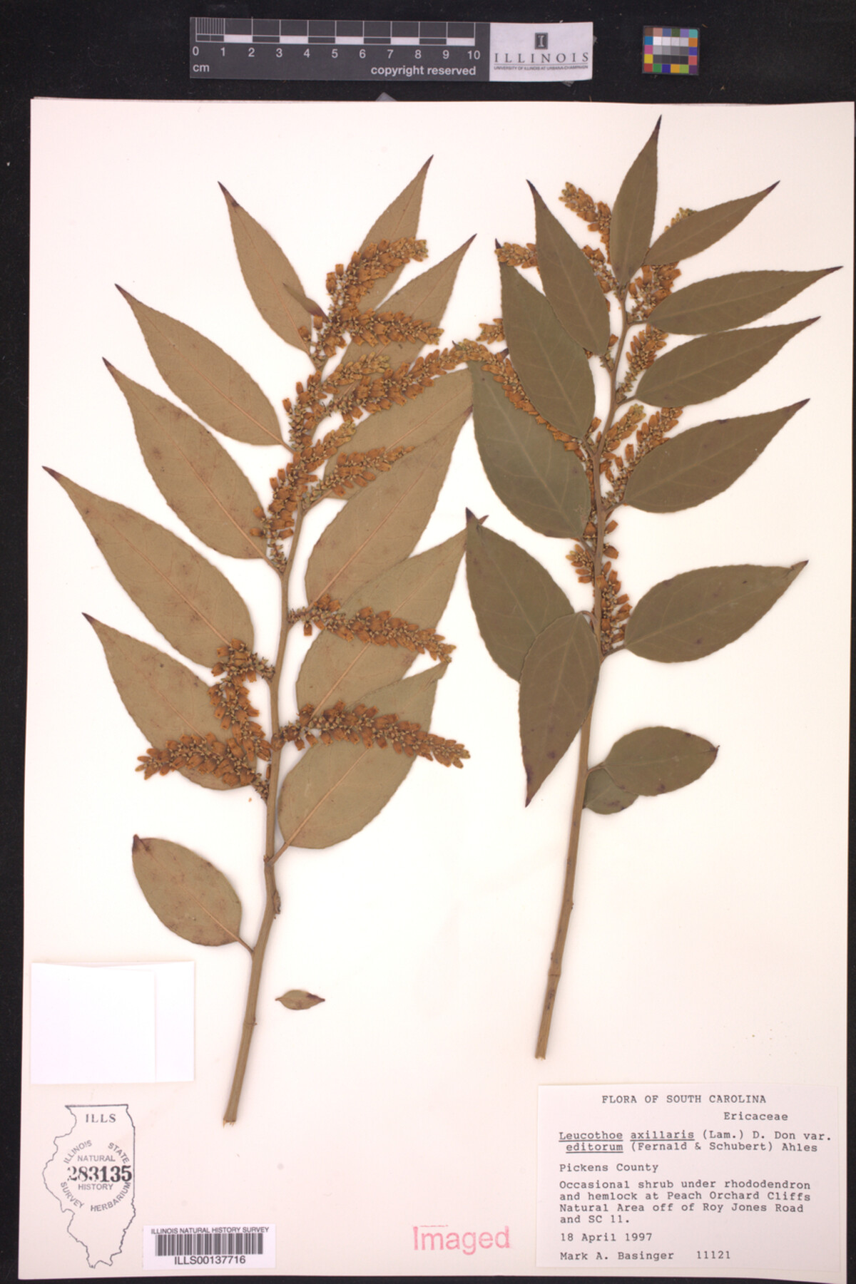 Leucothoe axillaris image