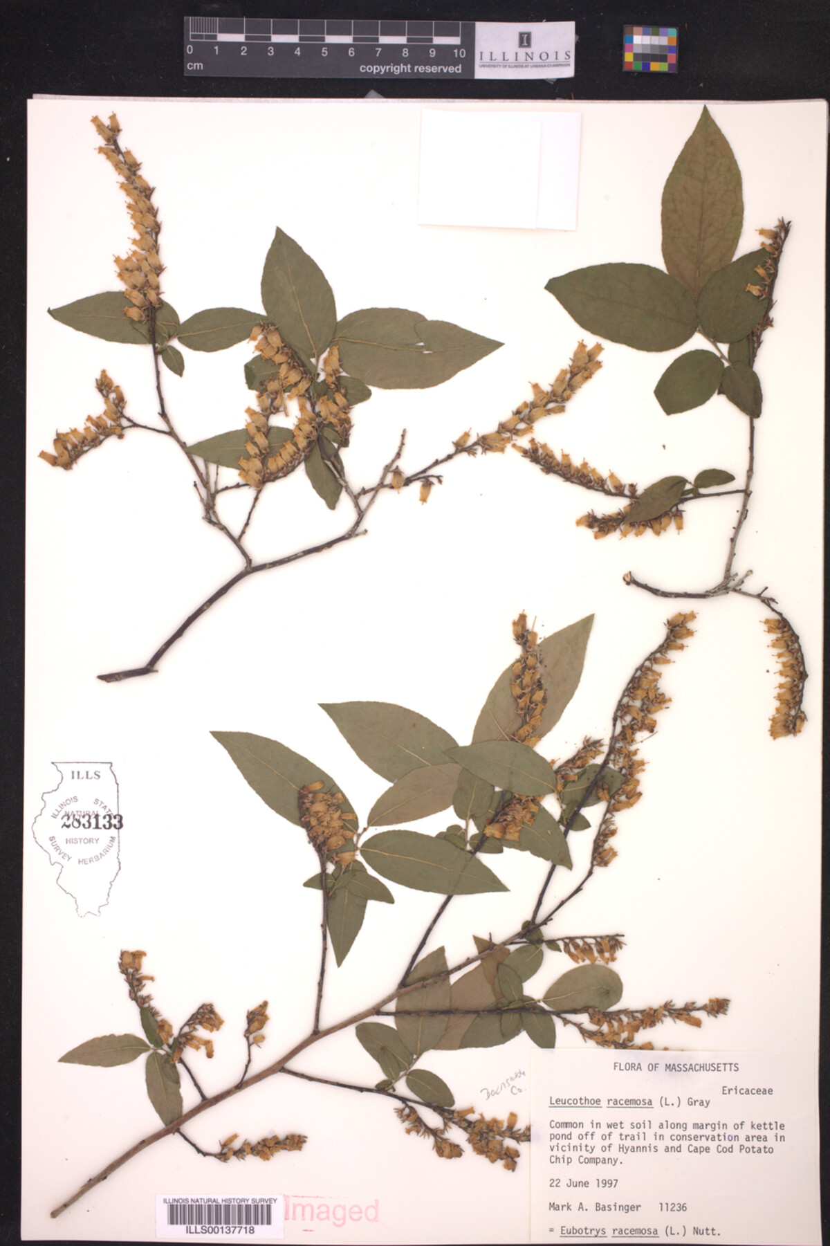 Leucothoe racemosa image