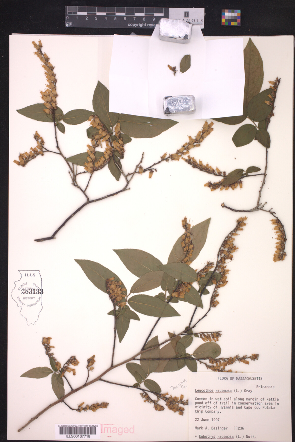 Leucothoe racemosa image