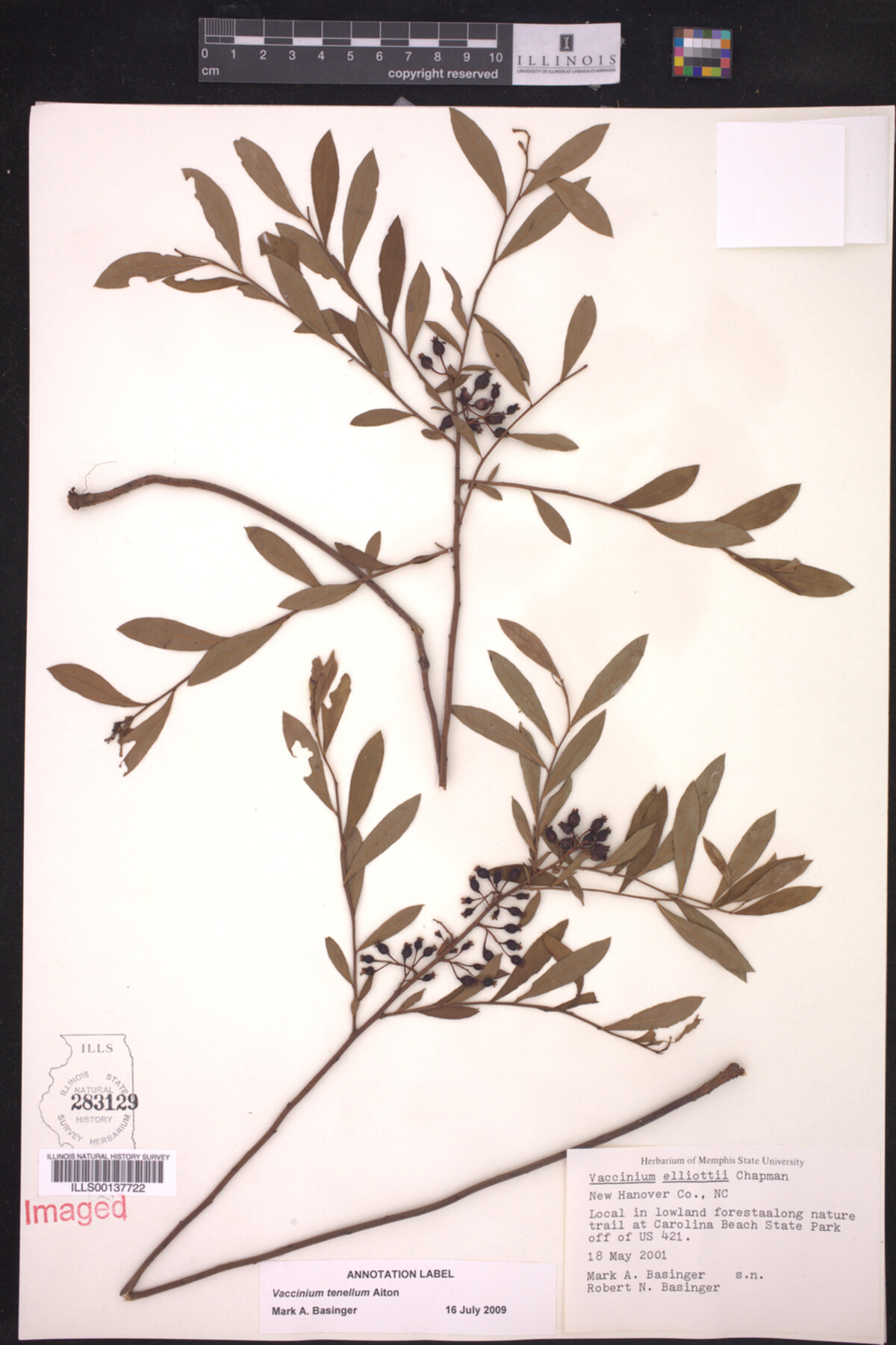 Vaccinium tenellum image