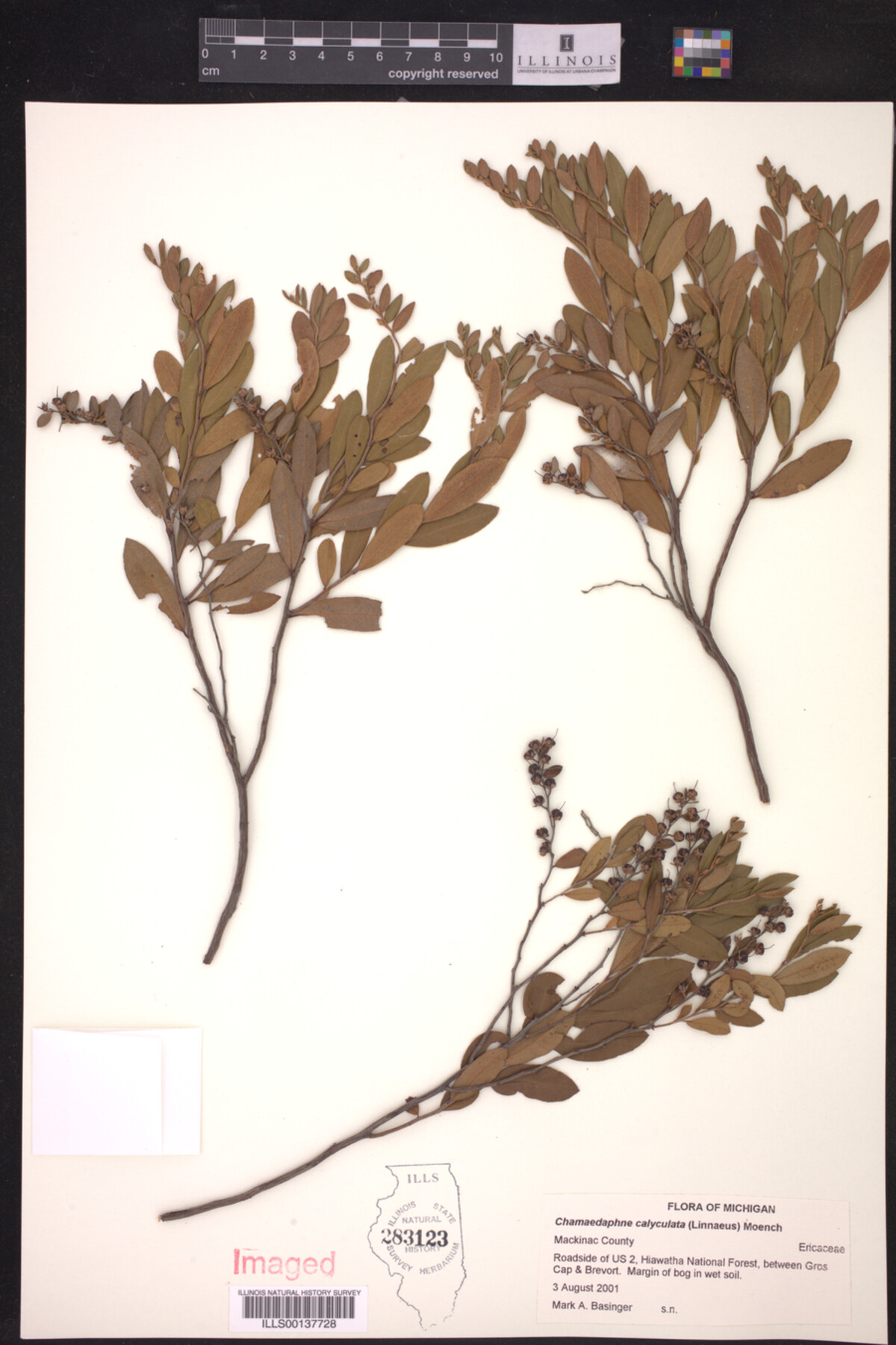 Chamaedaphne image