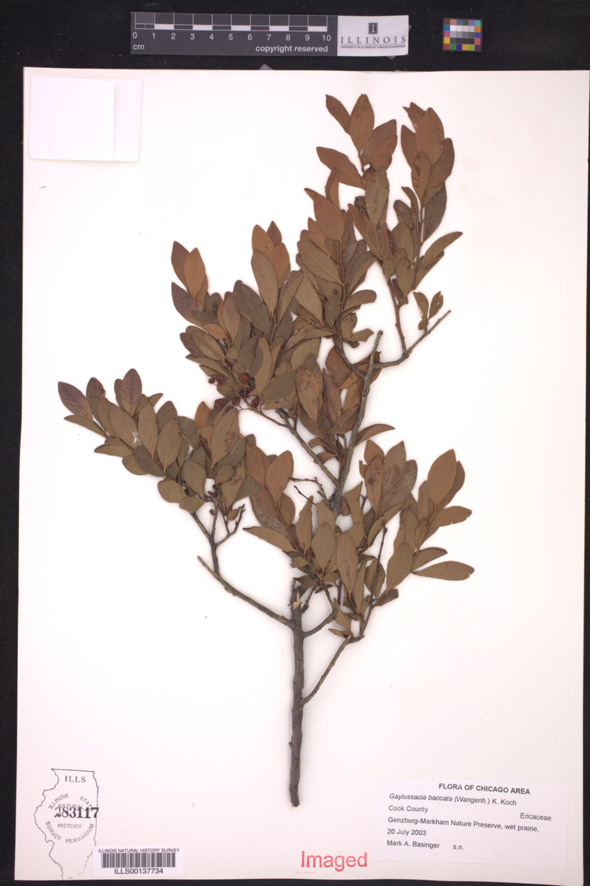 Gaylussacia baccata image