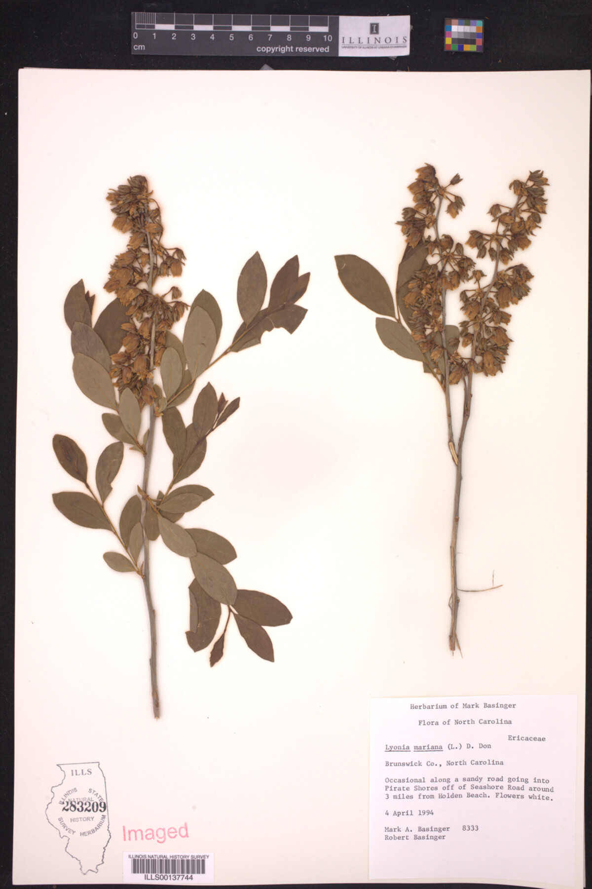 Lyonia mariana image