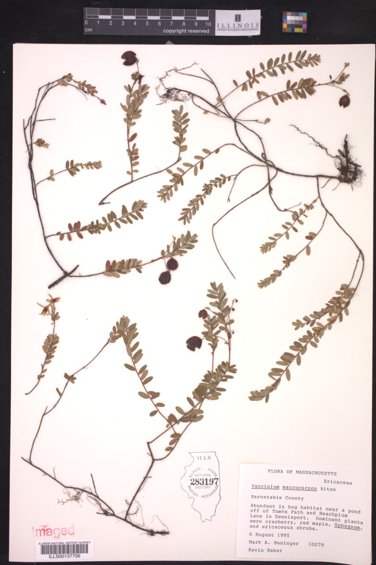 Vaccinium macrocarpon image