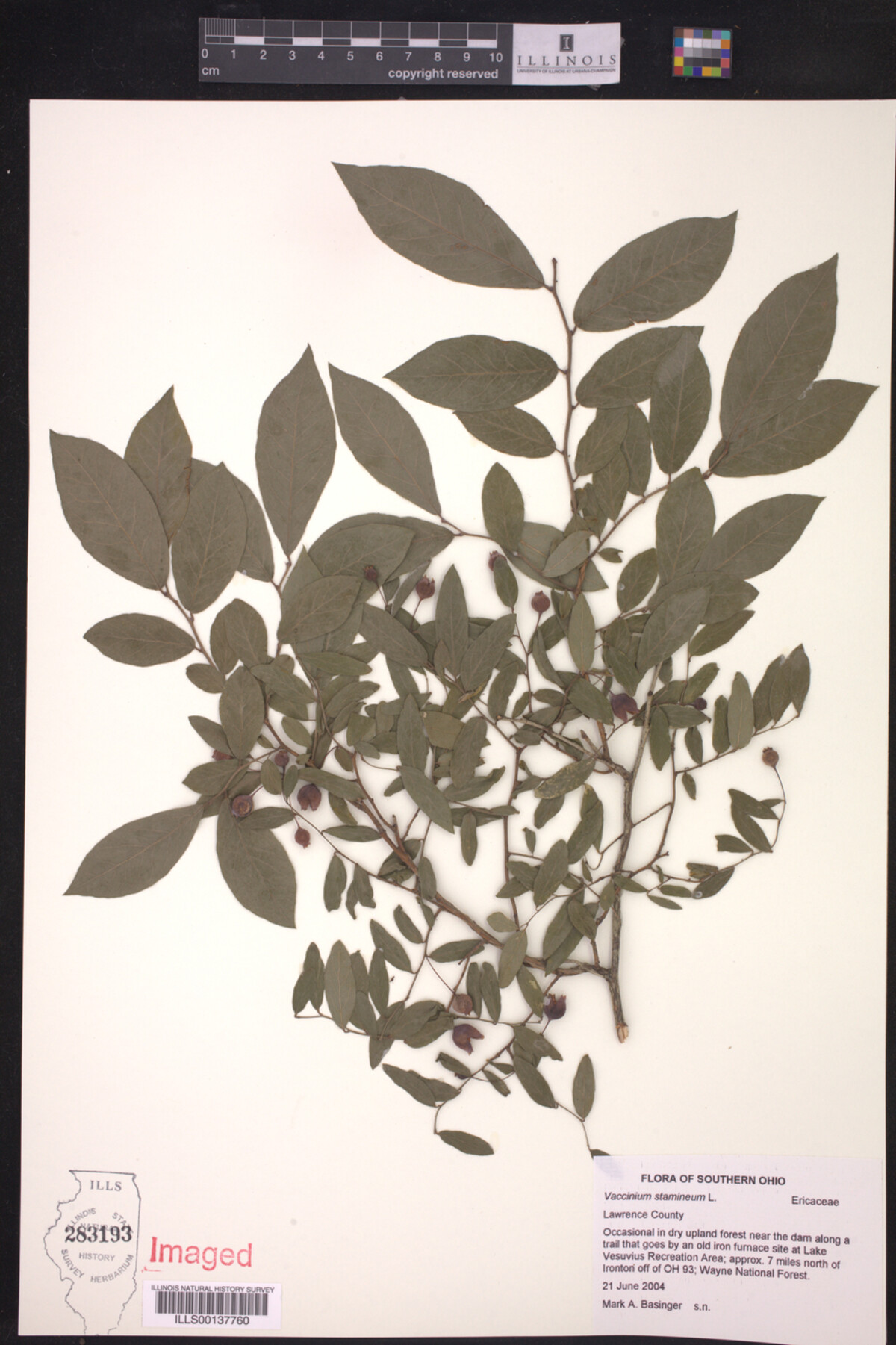 Vaccinium stamineum image
