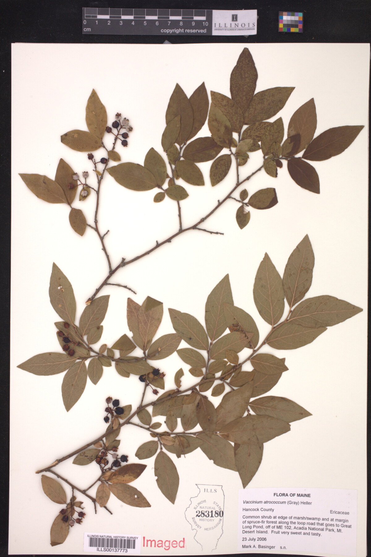 Vaccinium atrococcum image