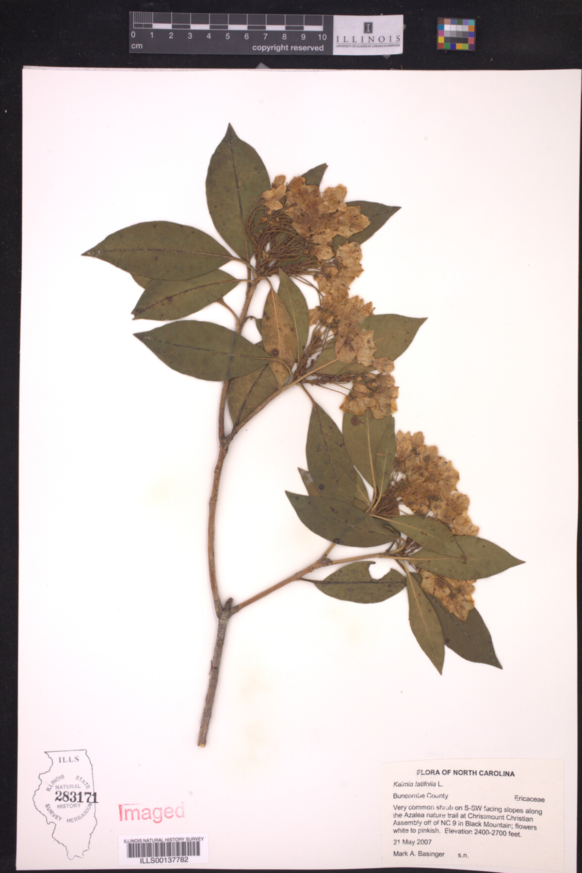 Kalmia latifolia image