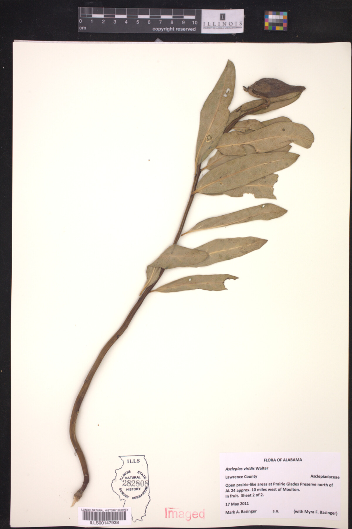 Asclepias viridis image