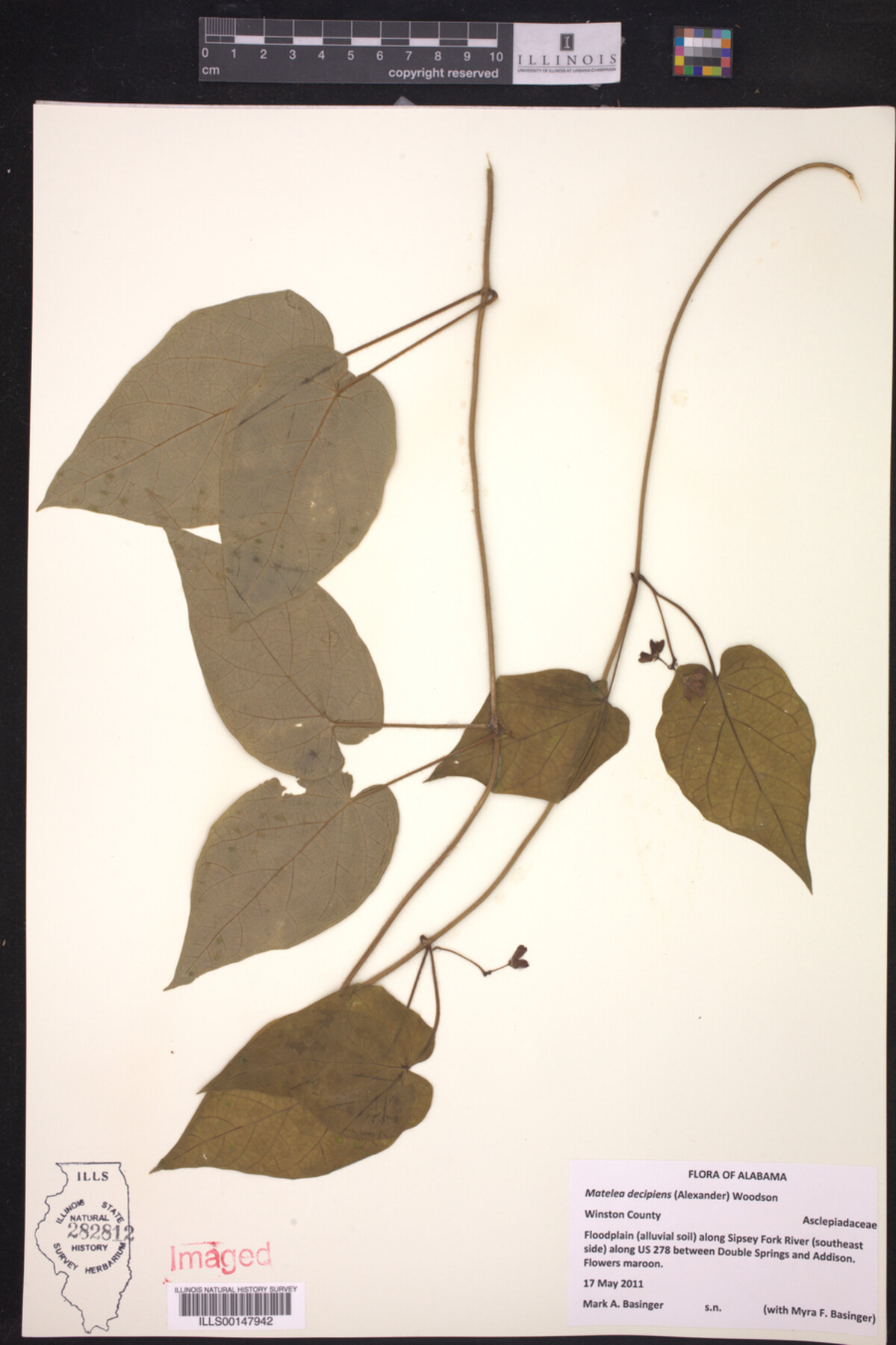 Matelea decipiens image