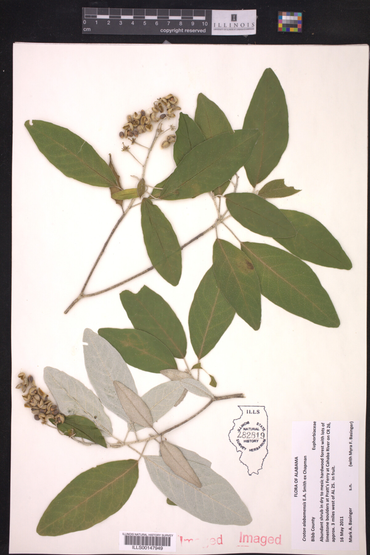 Croton alabamensis image