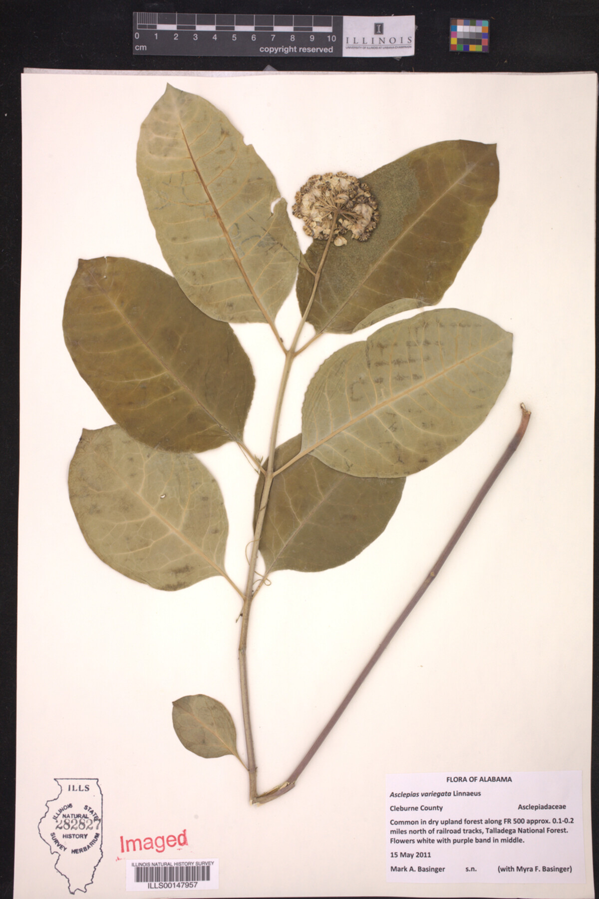 Asclepias variegata image