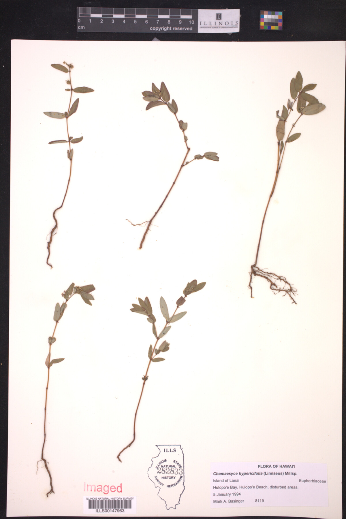 Euphorbia hypericifolia image