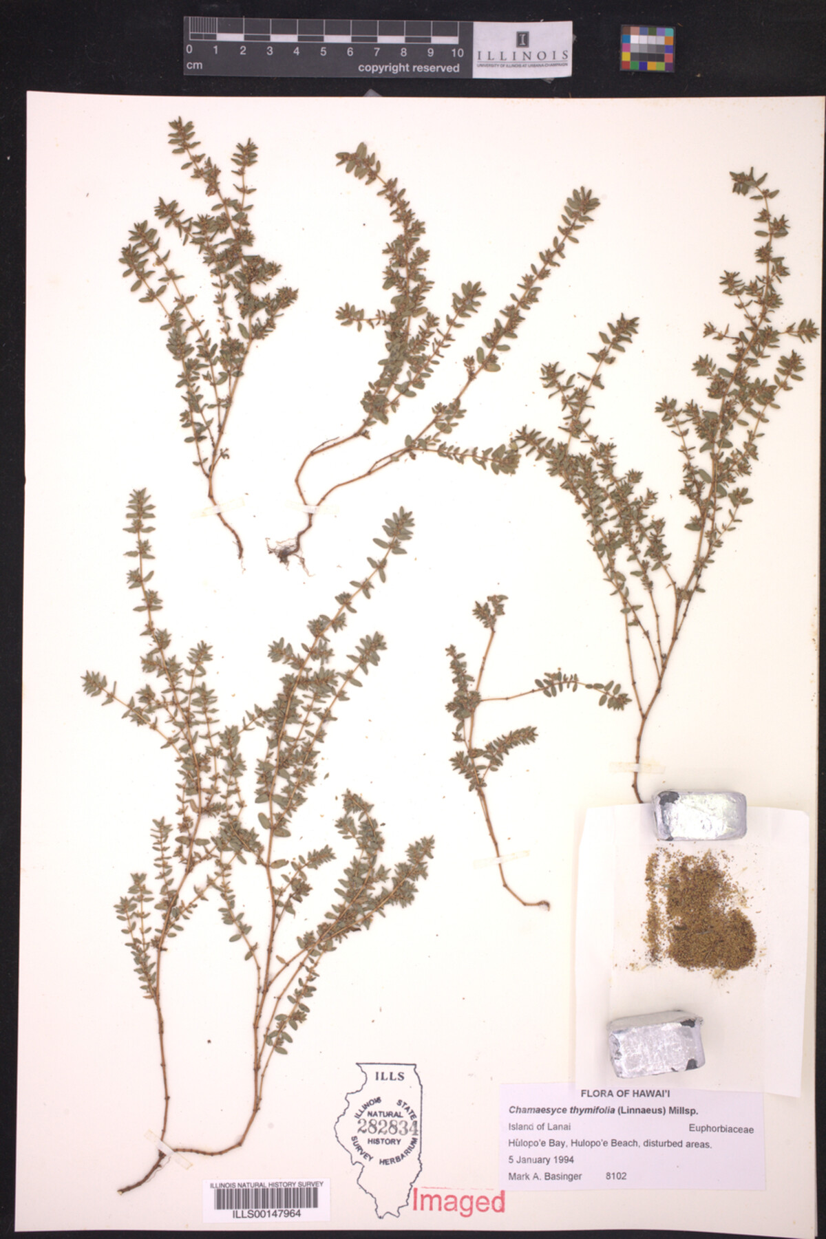 Euphorbia thymifolia image