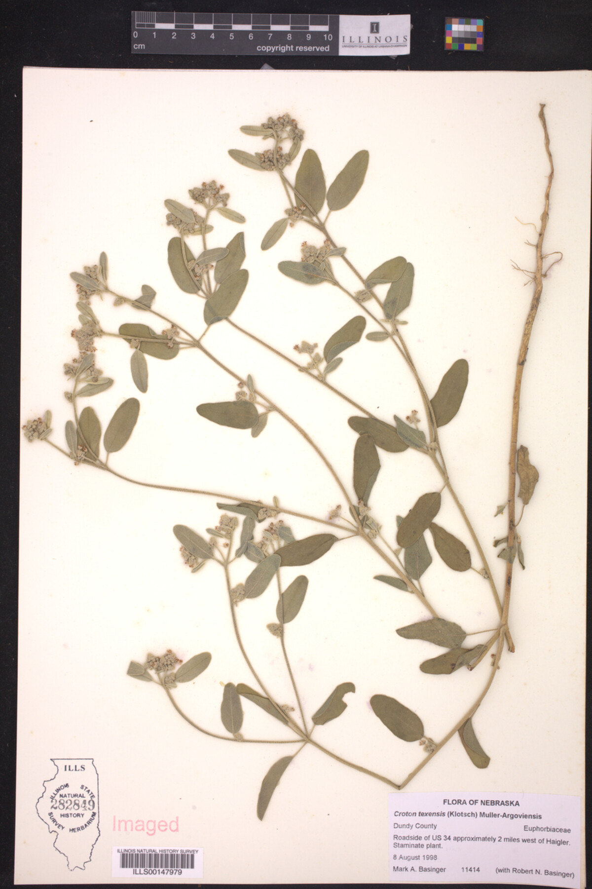 Croton texensis image