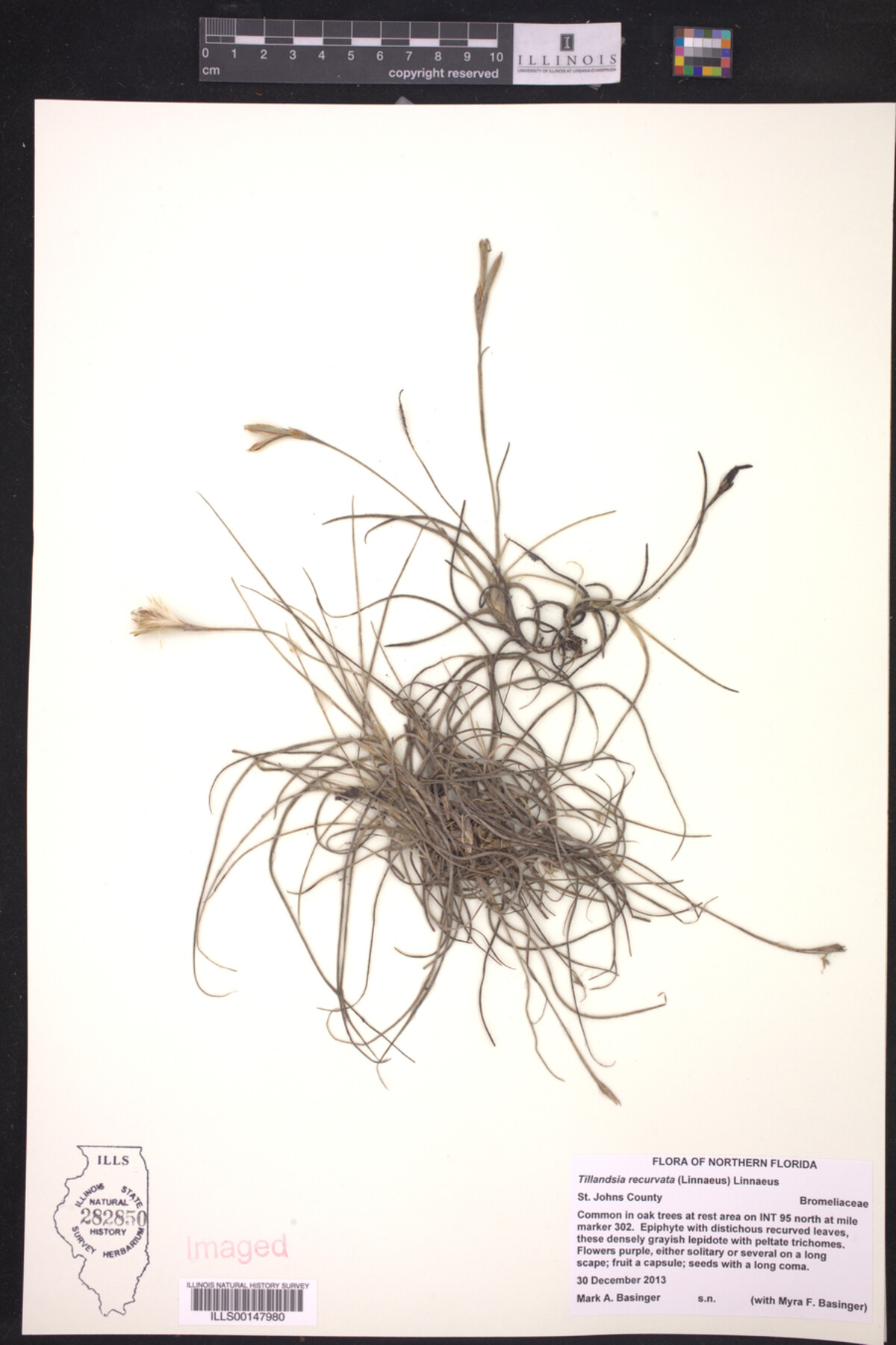 Tillandsia image