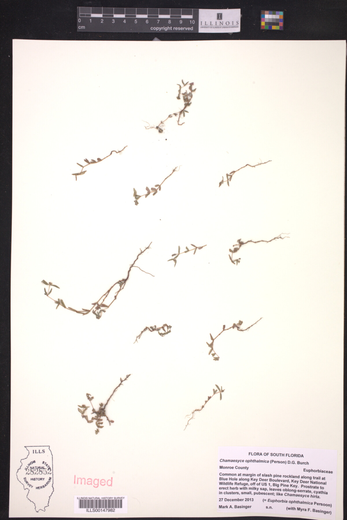 Euphorbia ophthalmica image