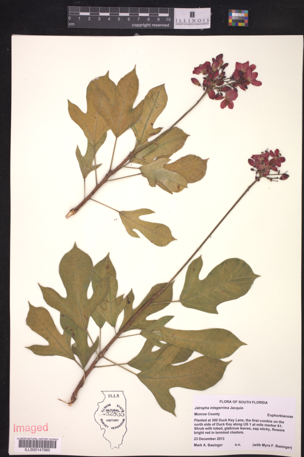 Jatropha integerrima image