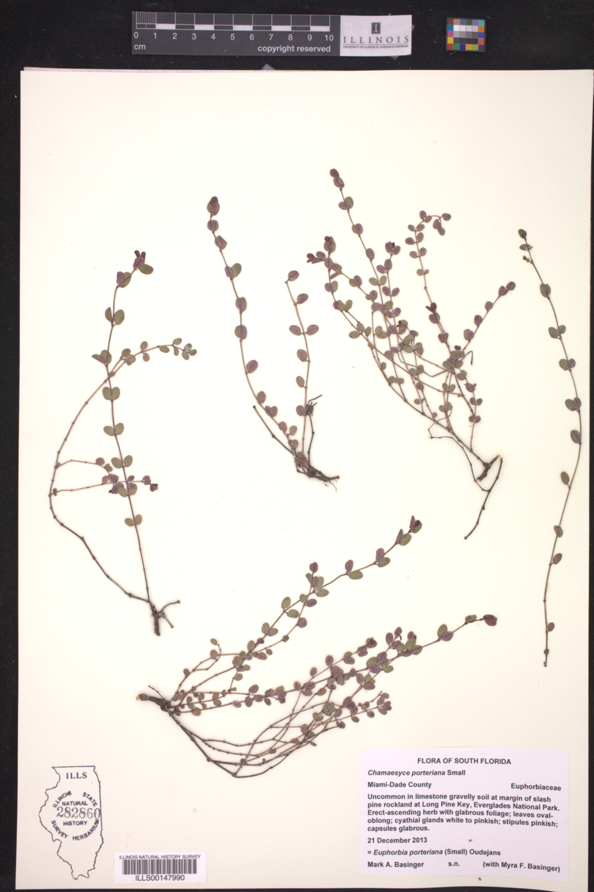 Euphorbia porteriana image