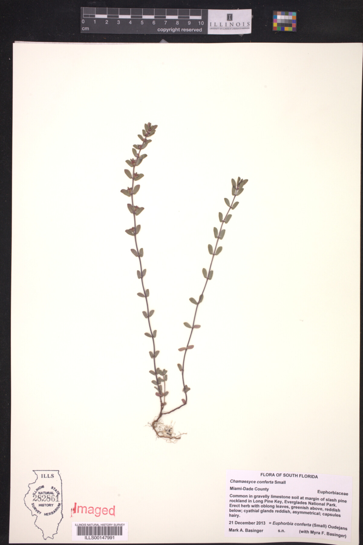 Euphorbia conferta image