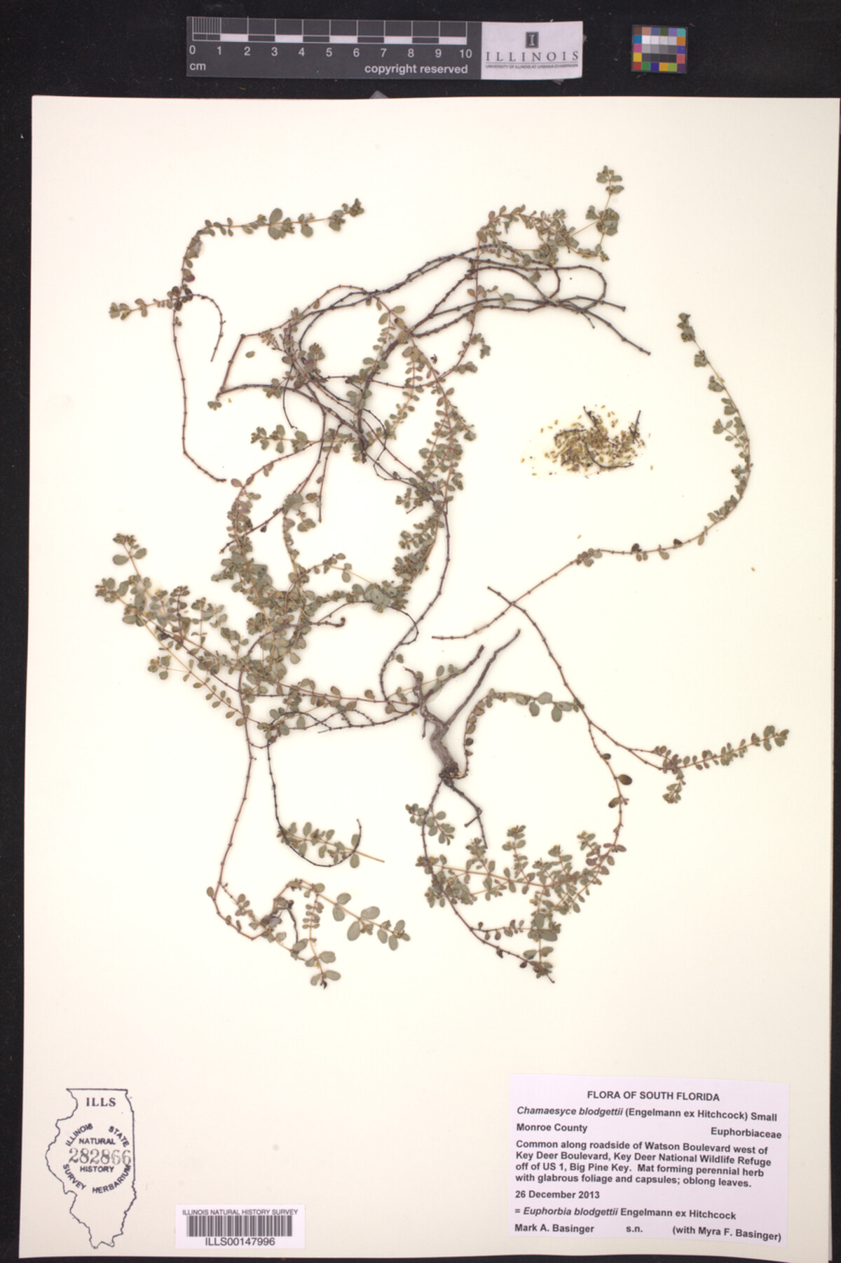 Euphorbia blodgettii image