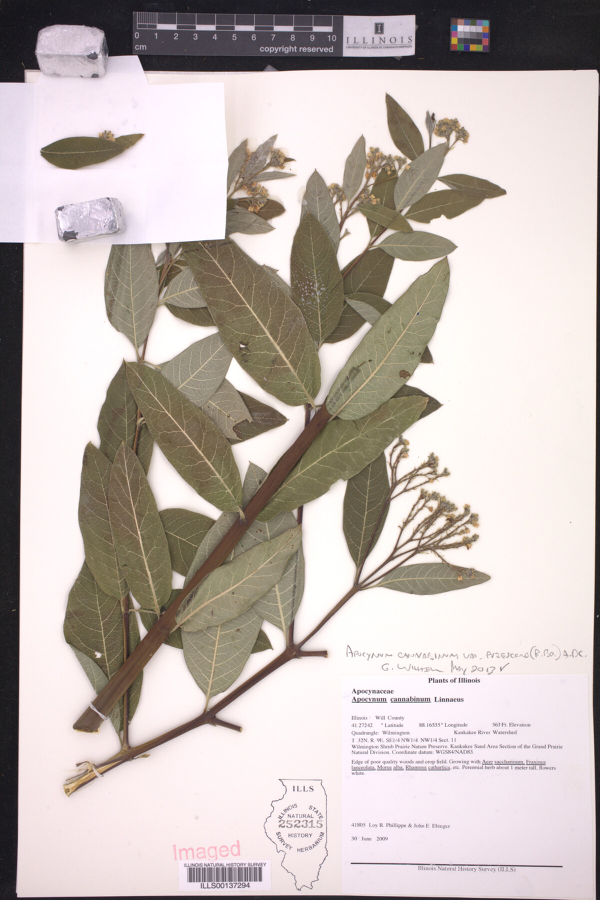 Apocynum cannabinum var. pubescens image