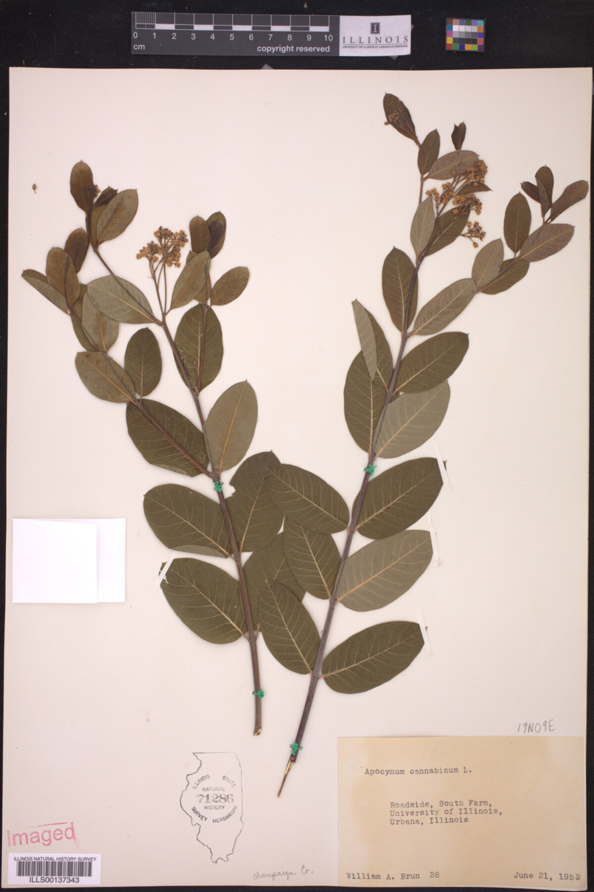 Apocynaceae image