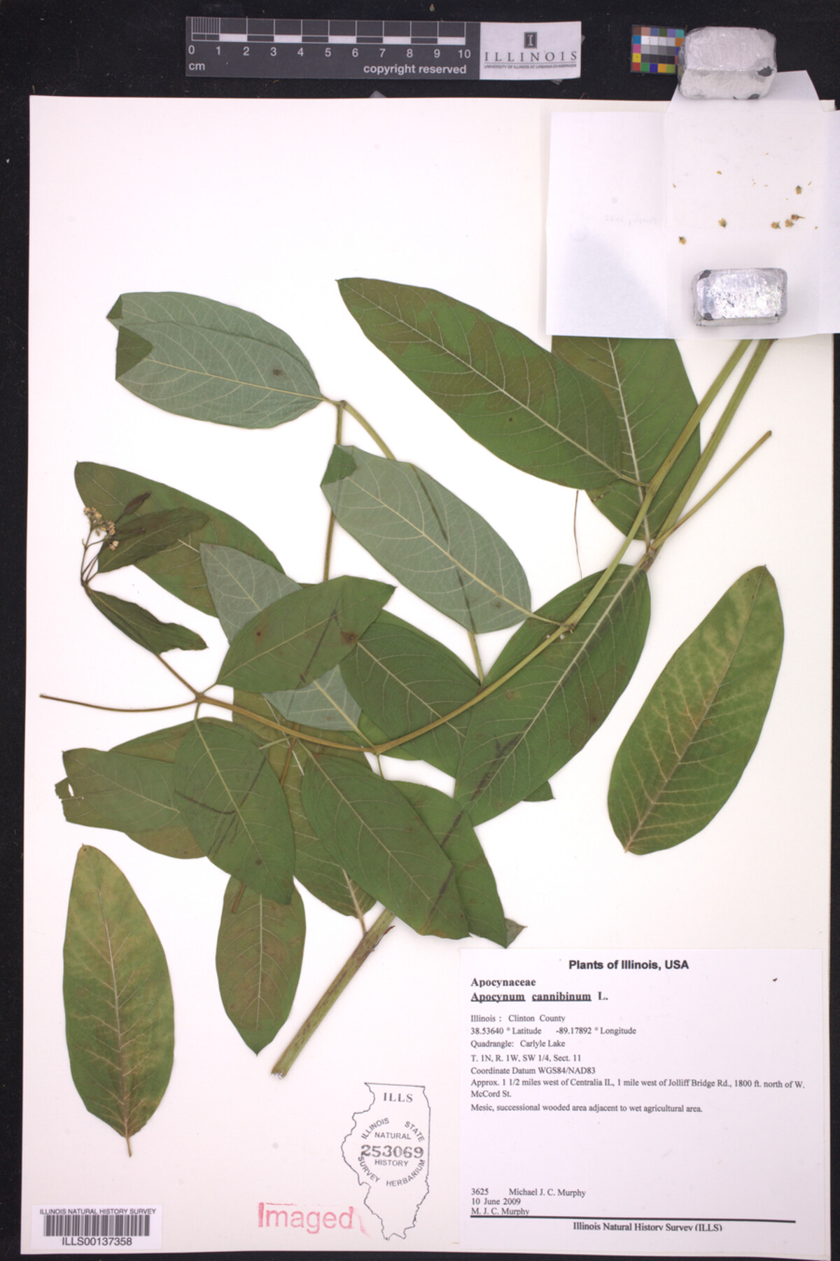 Apocynum cannibinum image