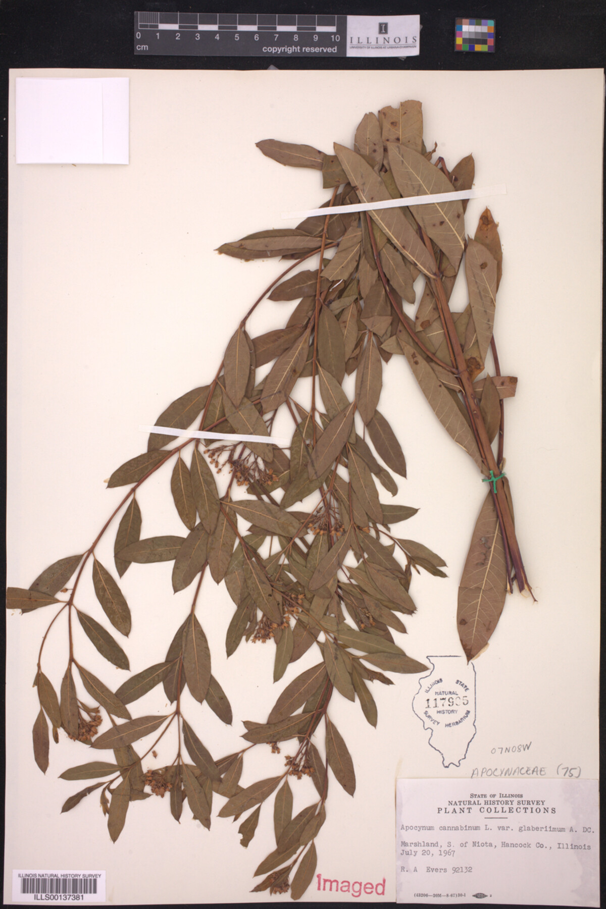 Apocynaceae image