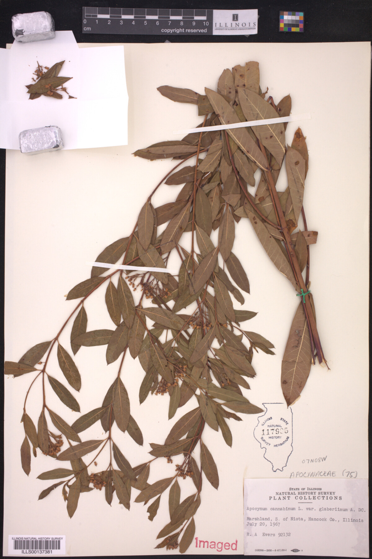 Apocynum cannabinum var. glaberrimum image