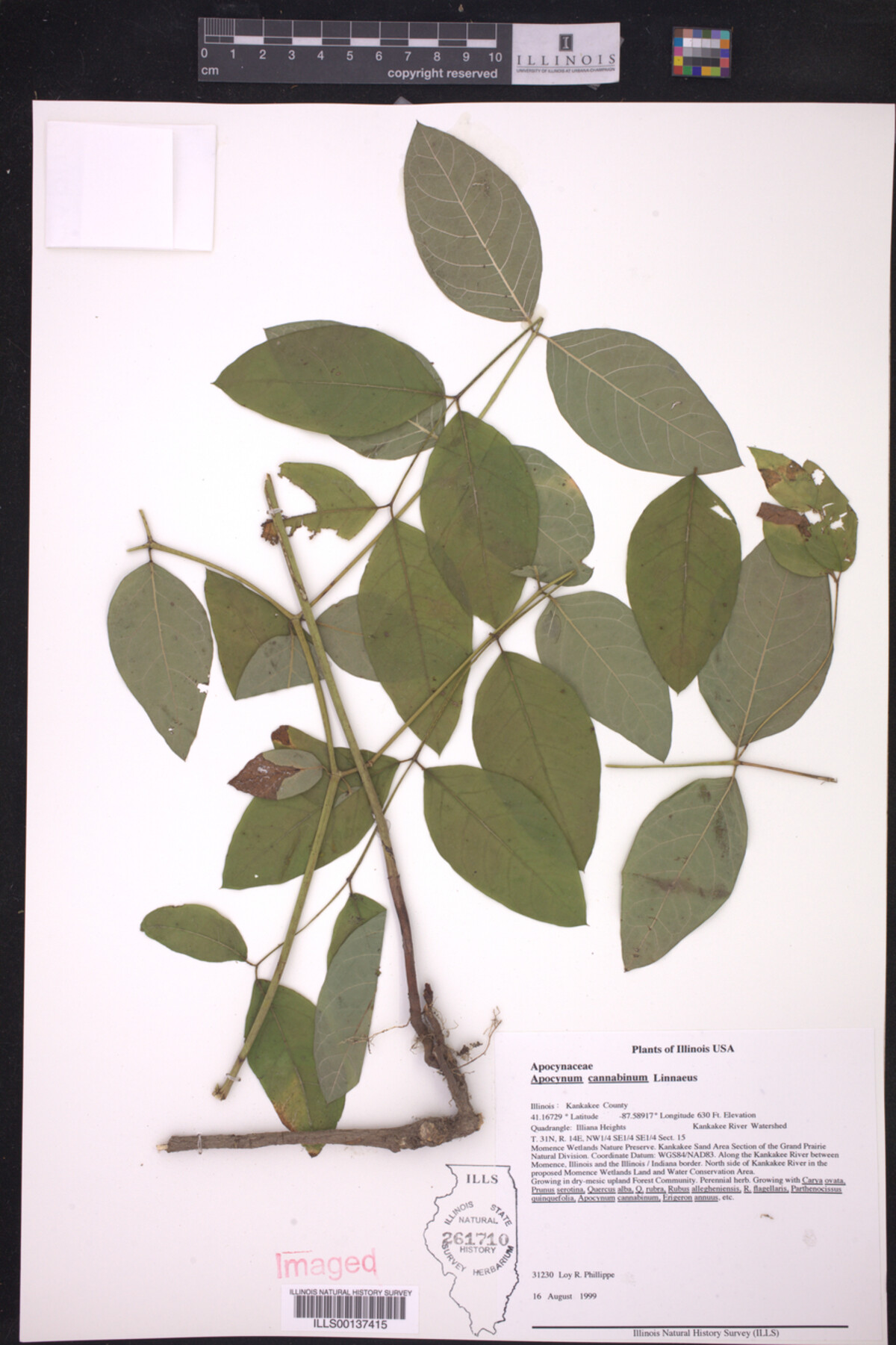Apocynaceae image