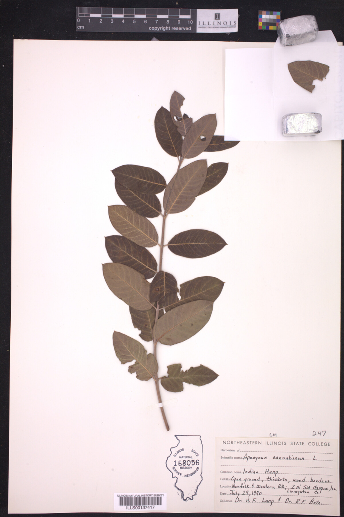 Apocynum cannabinum image