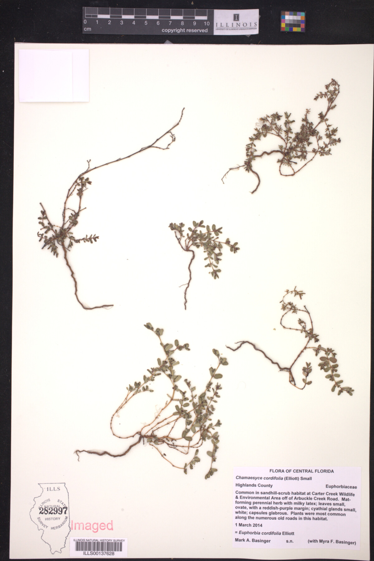 Euphorbia cordifolia image