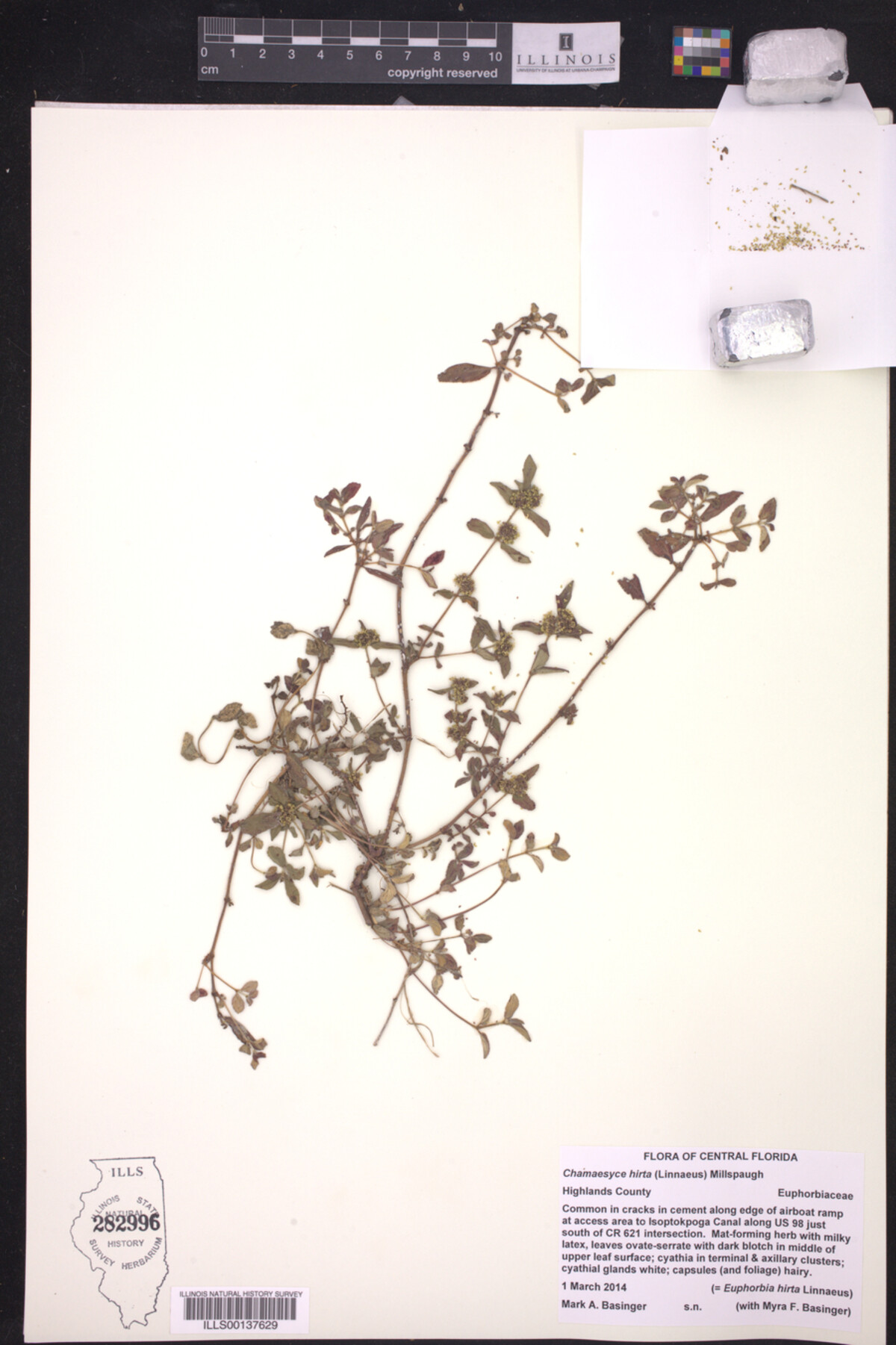 Euphorbia hirta image