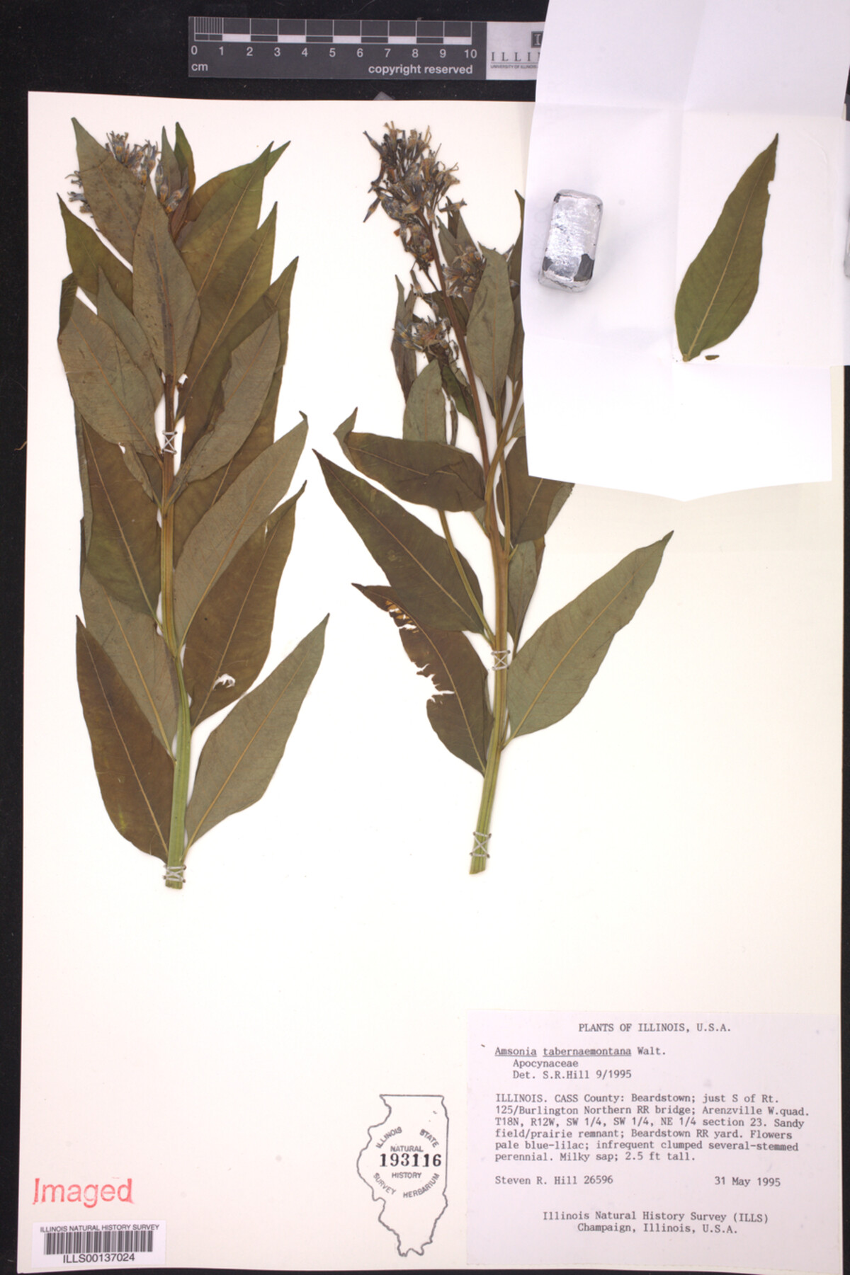 Amsonia tabernaemontana image