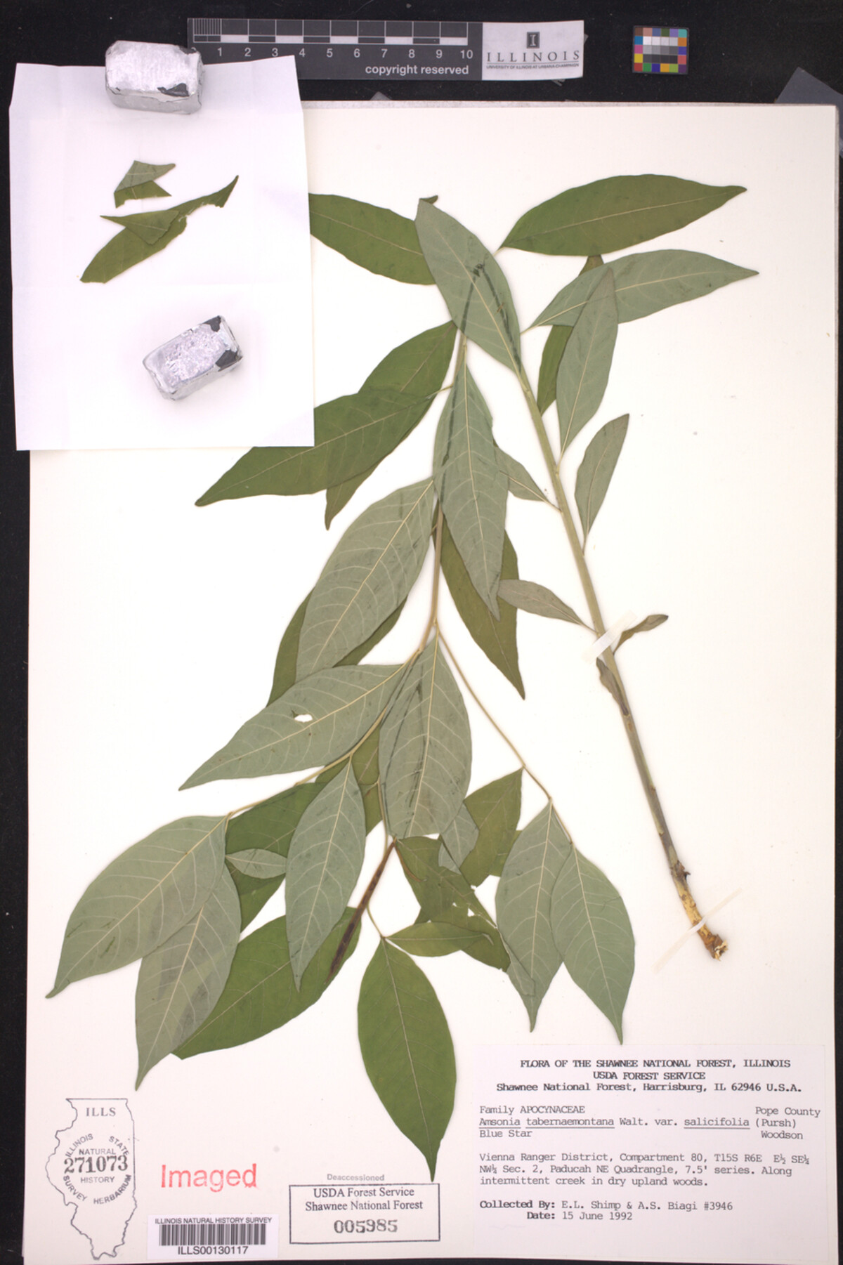 Amsonia tabernaemontana var. salicifolia image