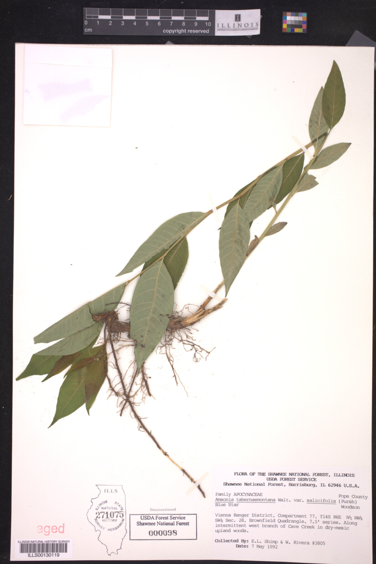 Amsonia tabernaemontana var. salicifolia image