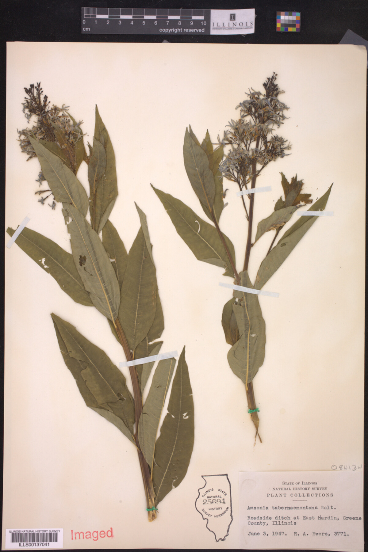 Amsonia tabernaemontana image