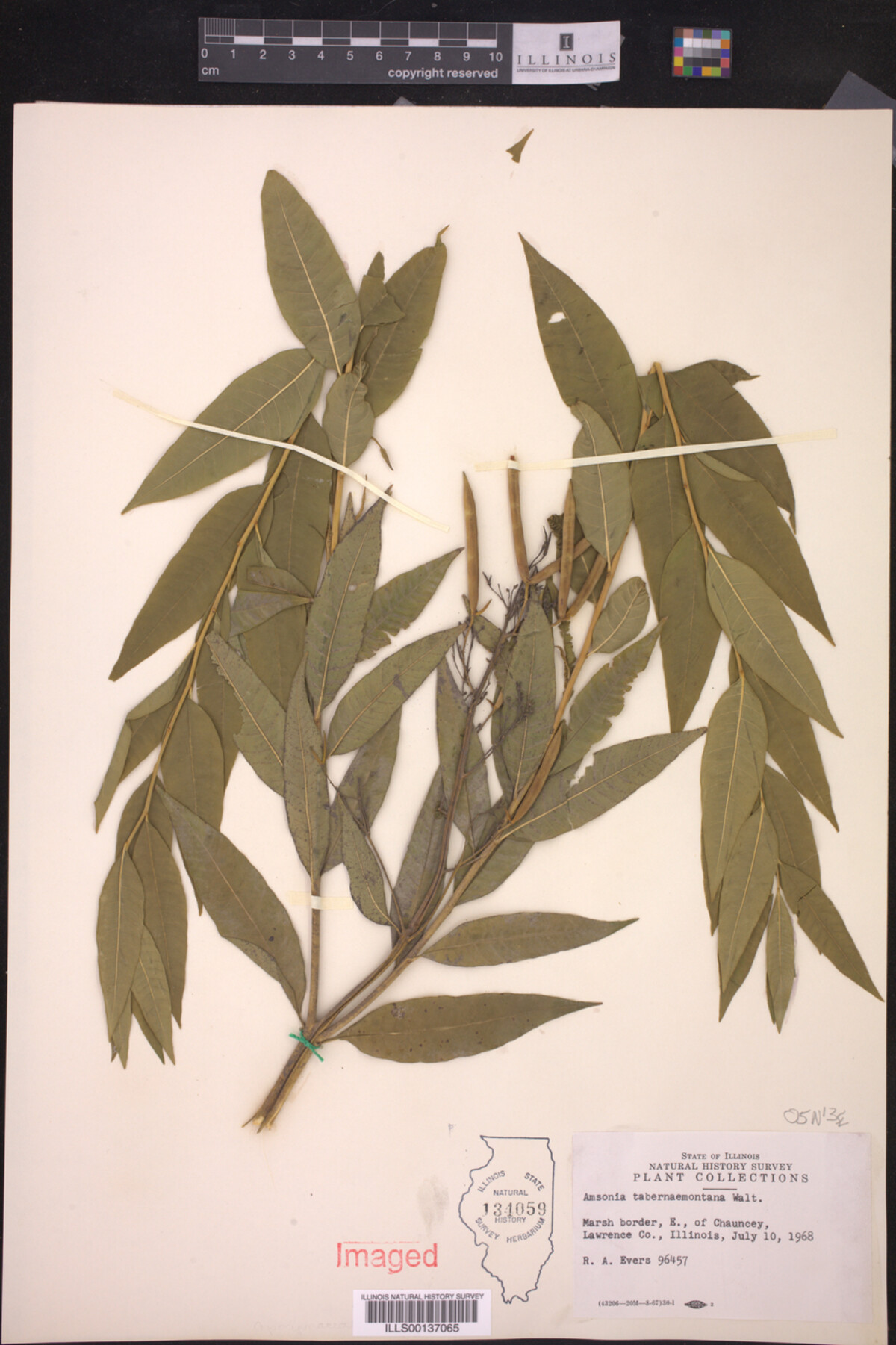 Apocynaceae image