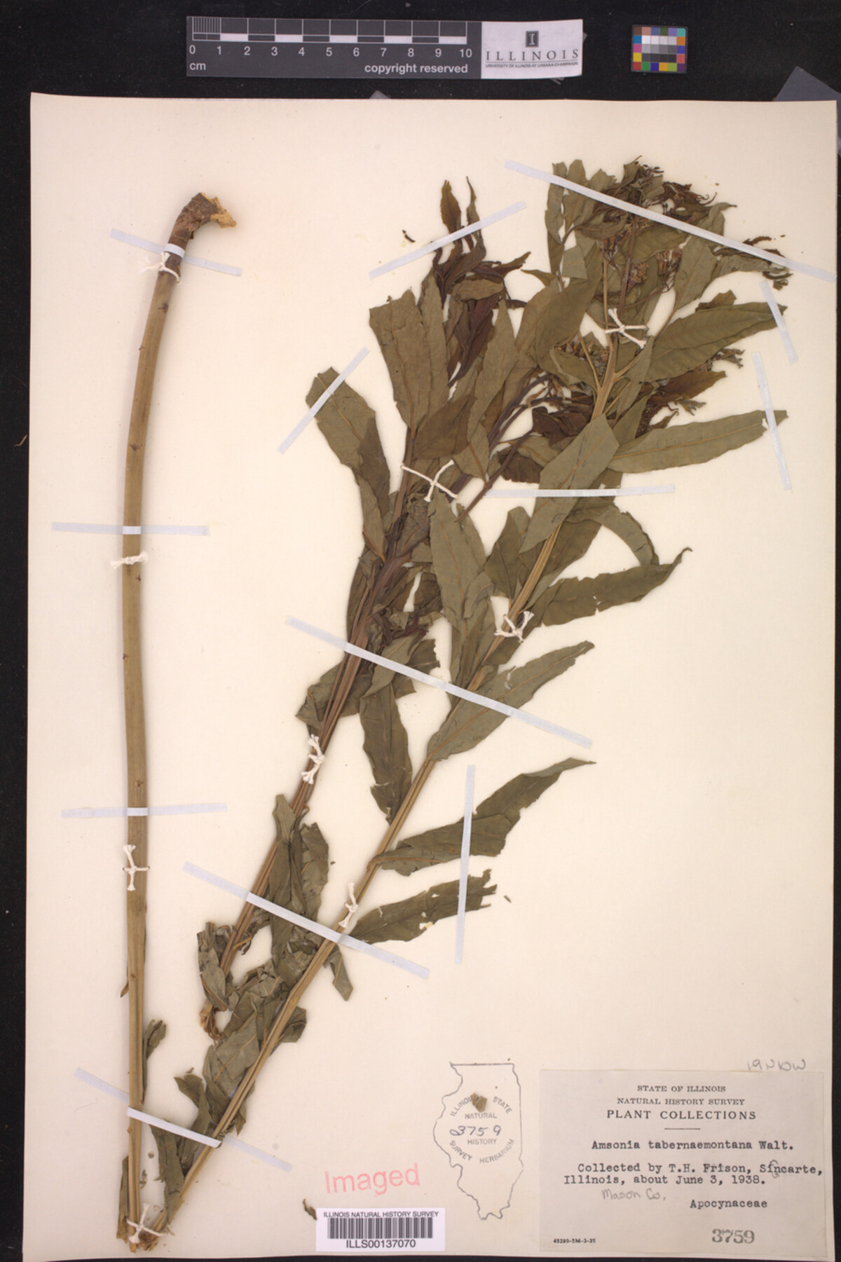 Amsonia tabernaemontana image