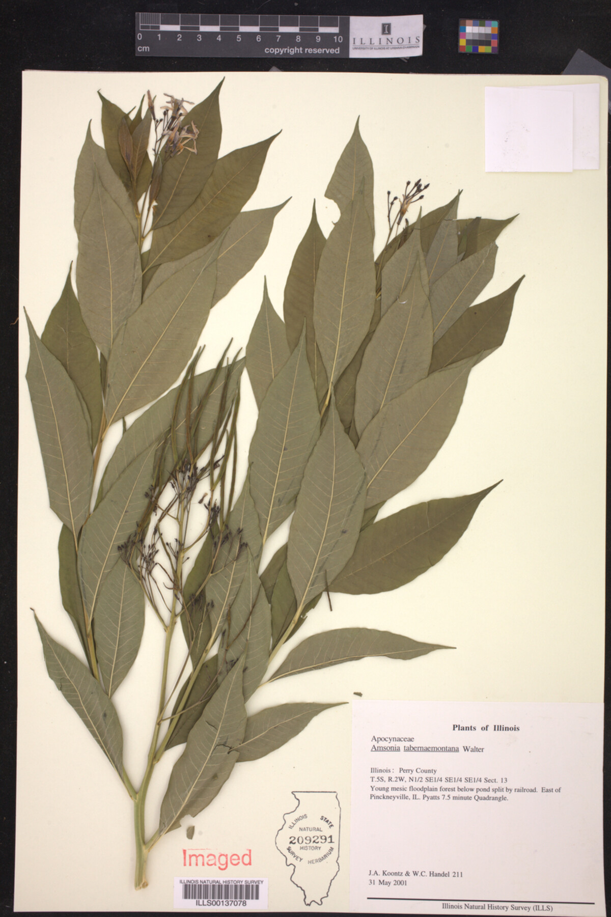 Amsonia tabernaemontana image