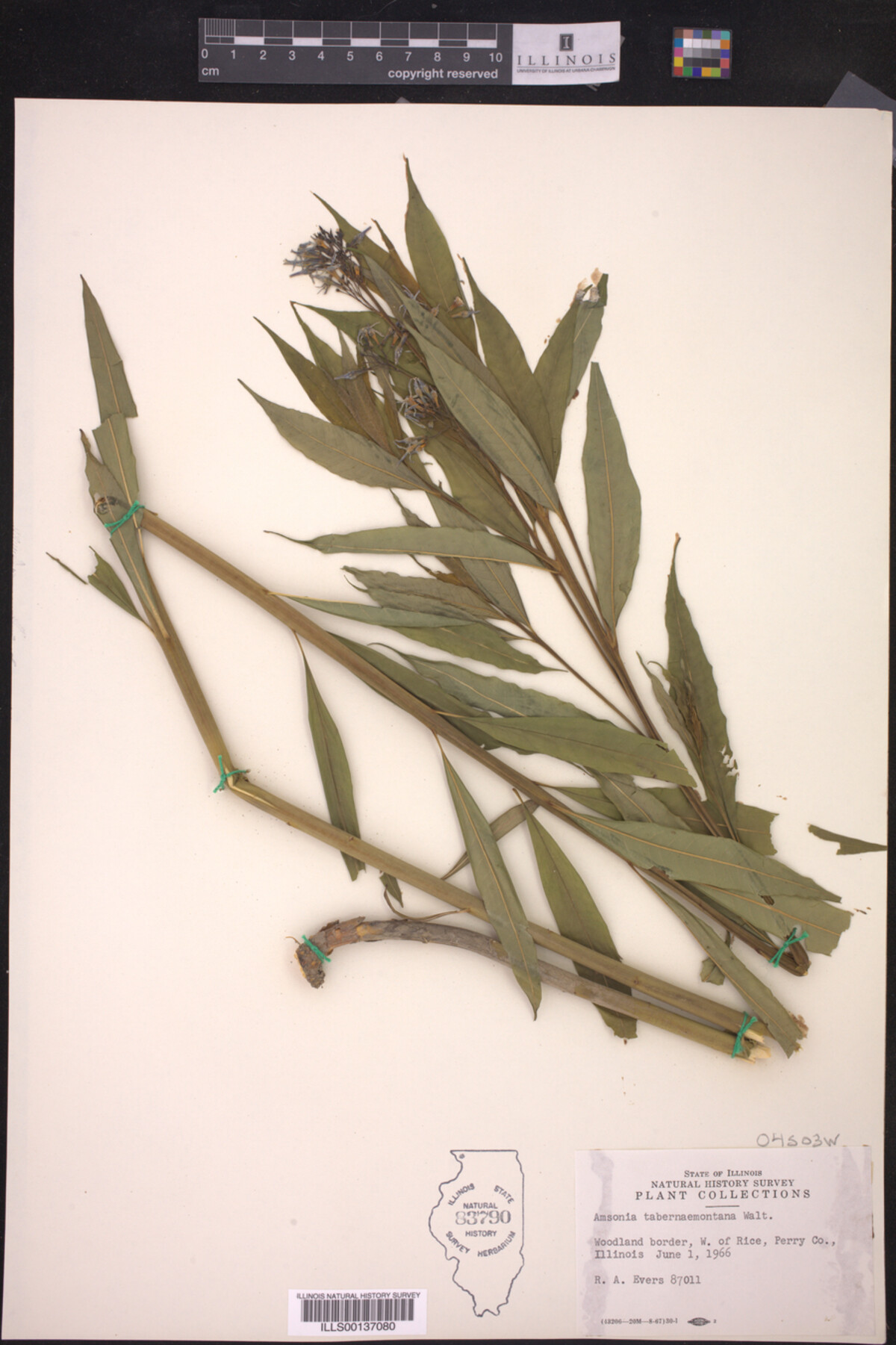 Amsonia tabernaemontana image