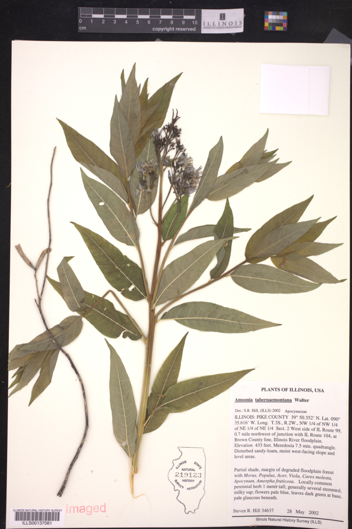 Amsonia tabernaemontana image
