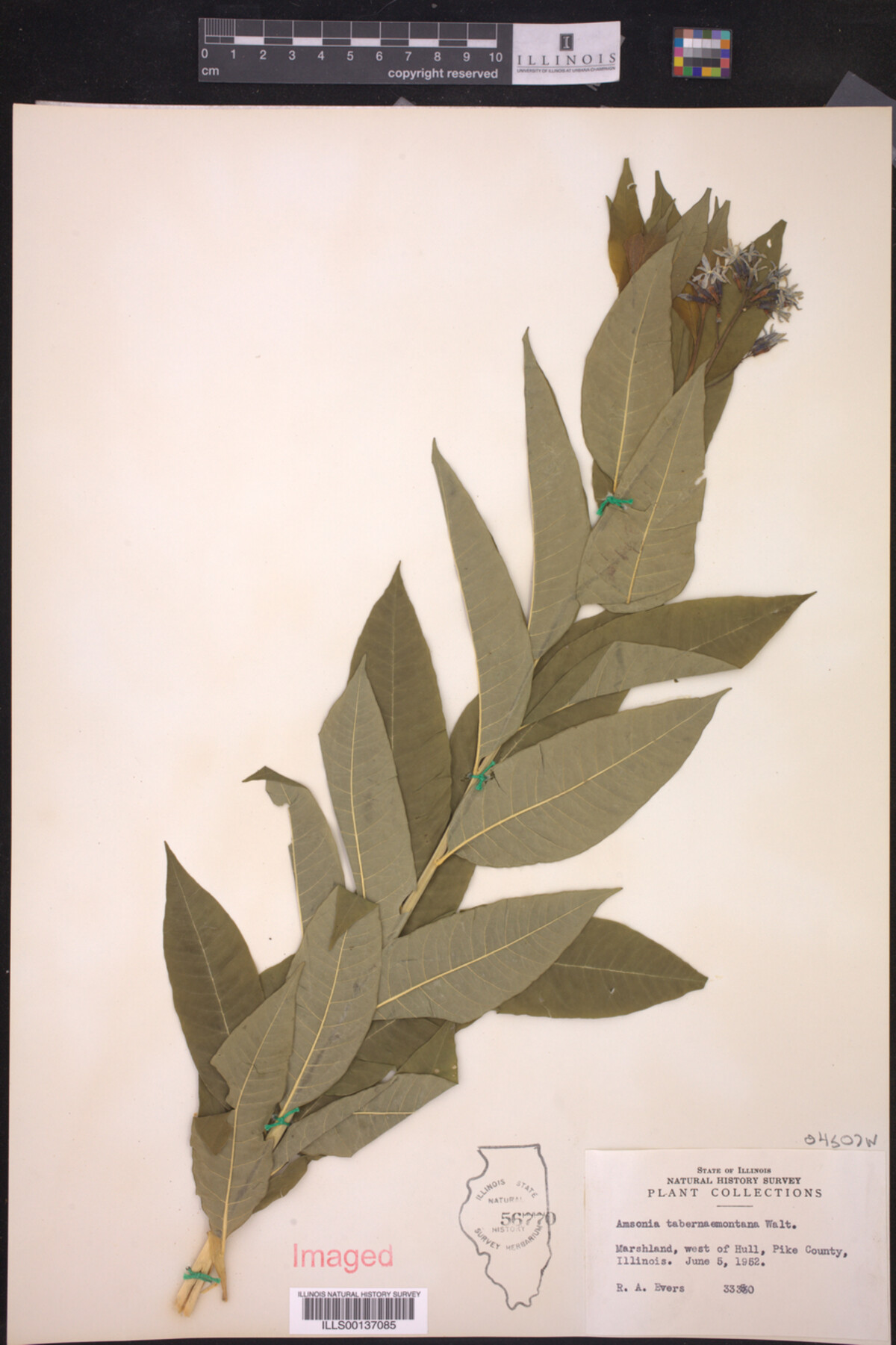 Amsonia tabernaemontana image