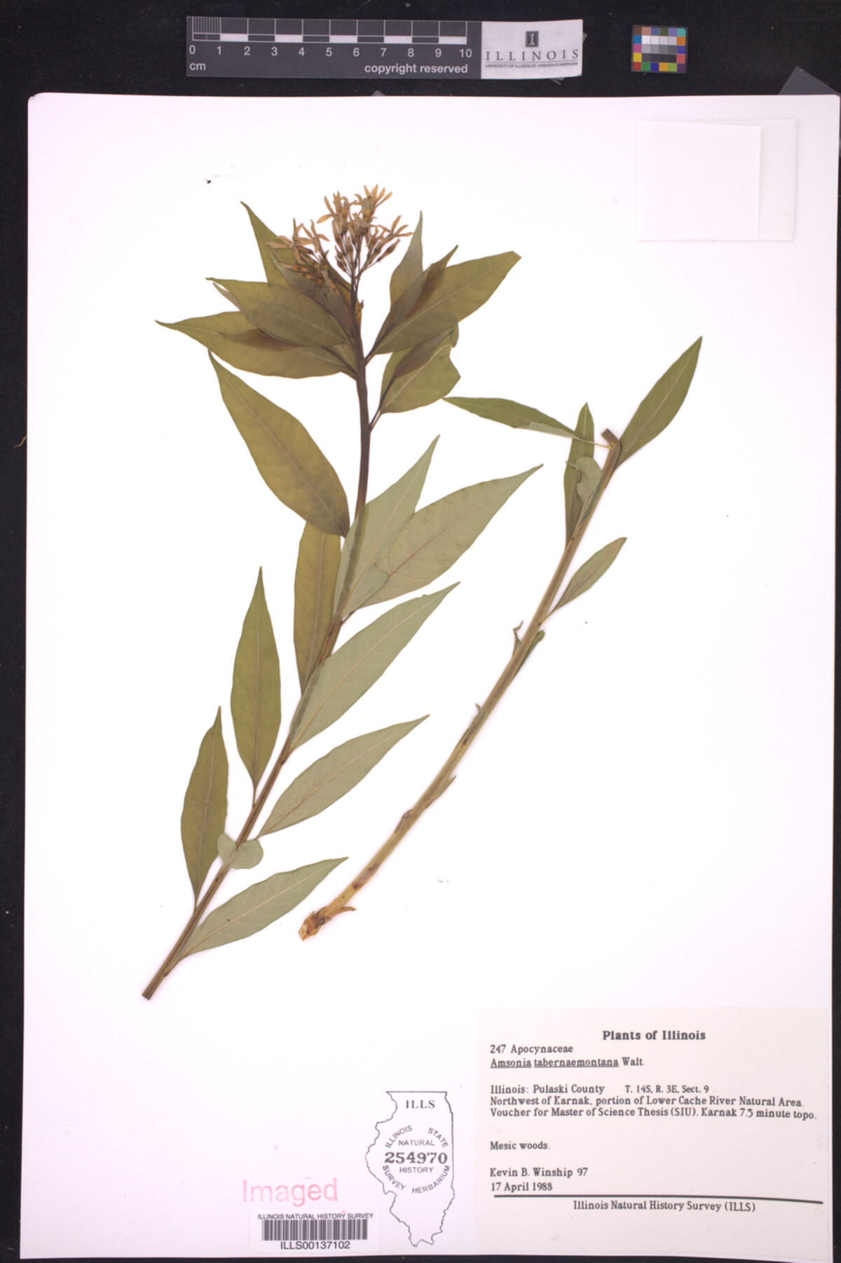 Amsonia tabernaemontana image