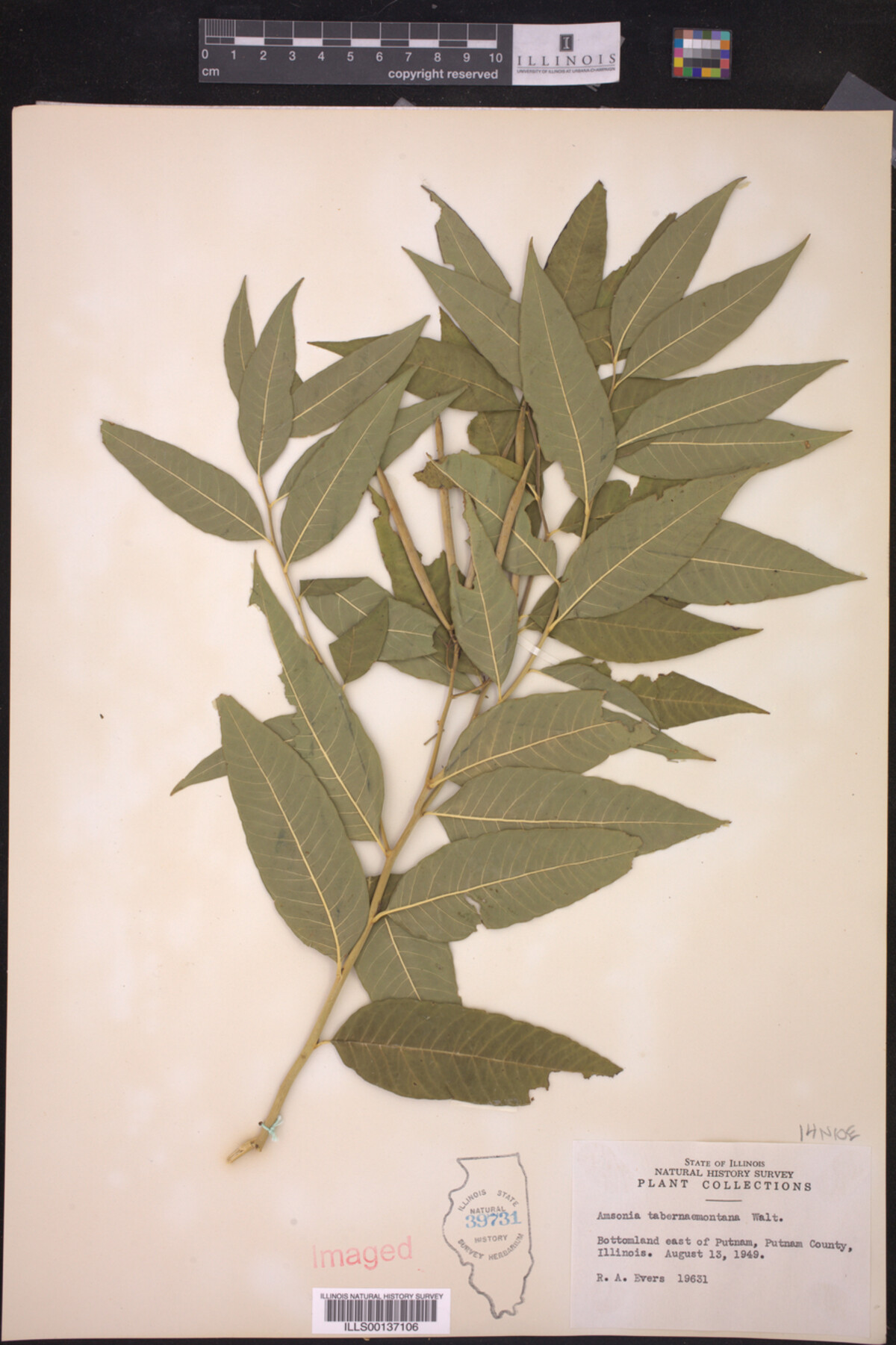 Amsonia tabernaemontana image