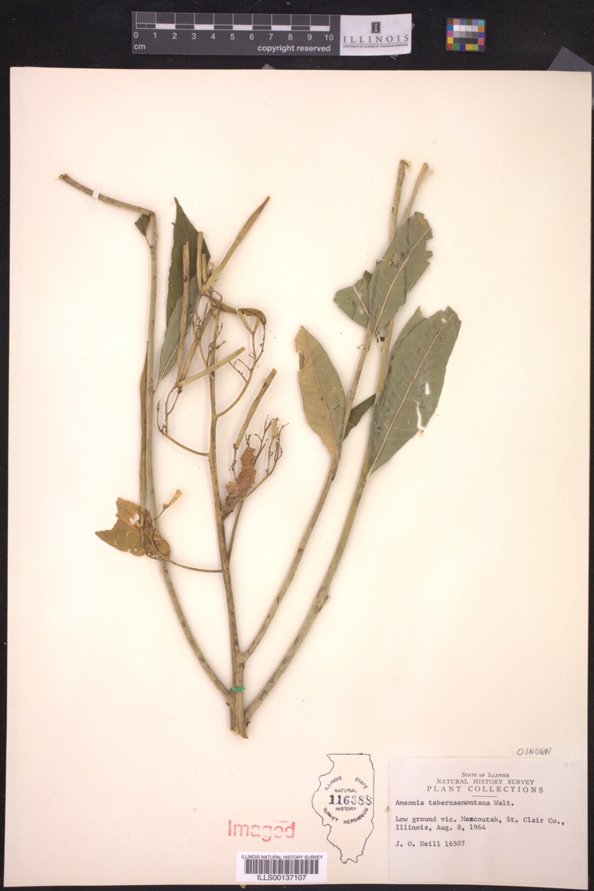 Amsonia tabernaemontana image