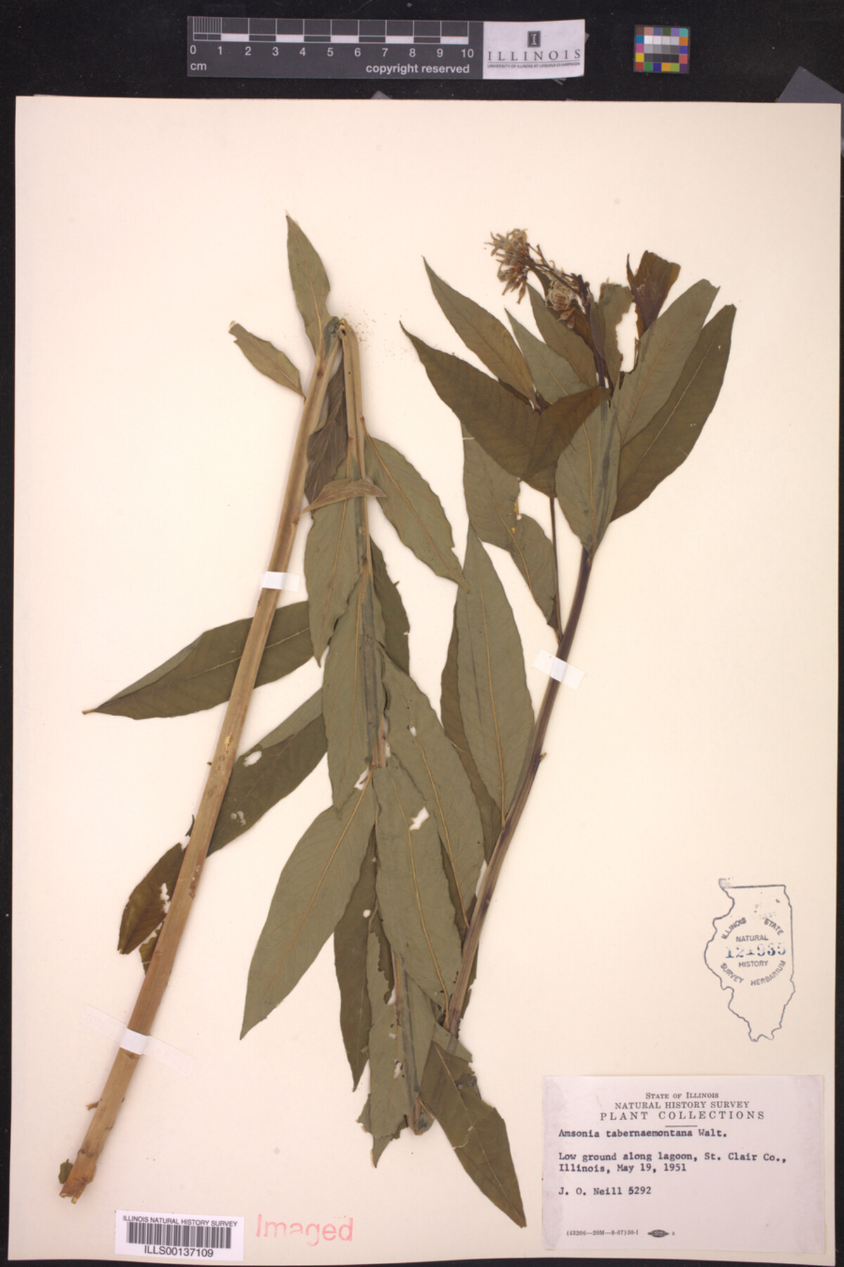 Amsonia tabernaemontana image
