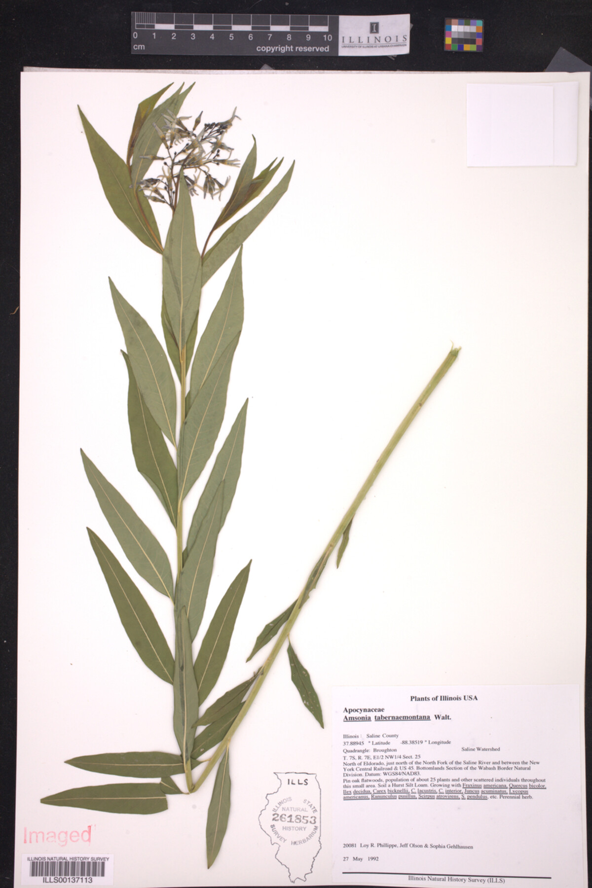 Amsonia image